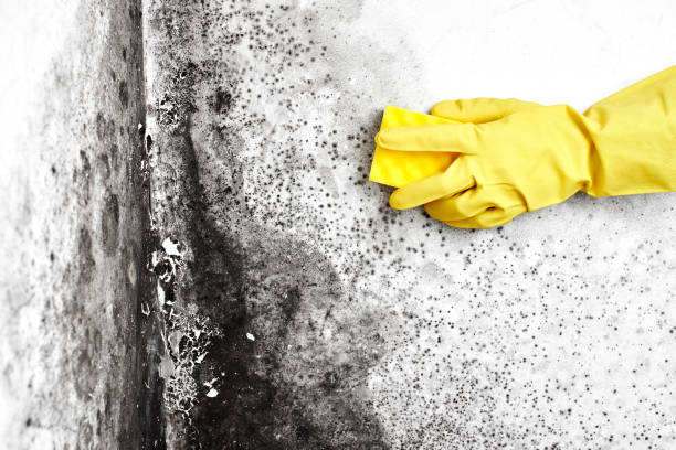 Best Local Mold Removal Service  in Lake Ridge, VA
