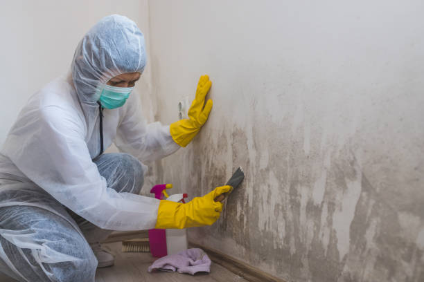 Mold Removal and Inspection in Lake Ridge, VA