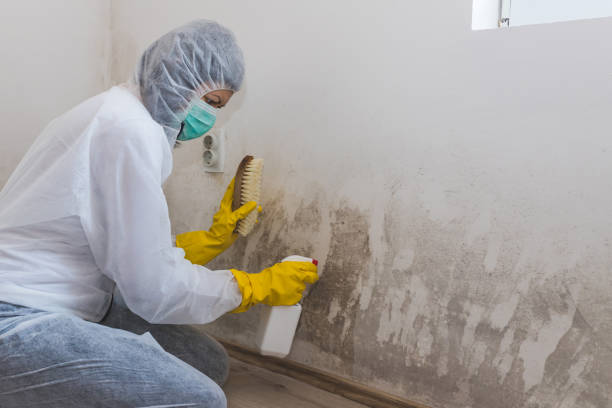 Best Crawl Space Mold Removal  in Lake Ridge, VA