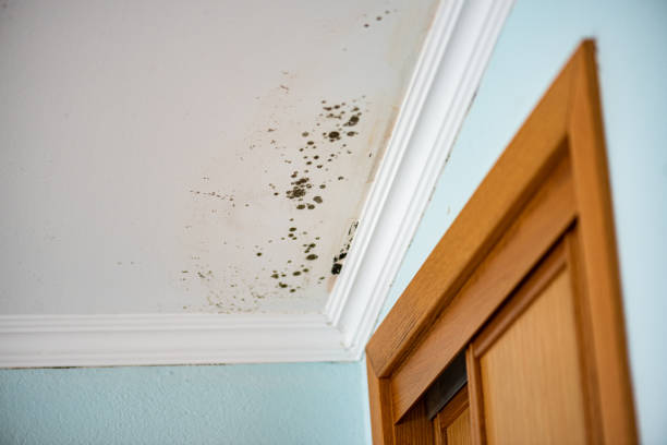 Best Emergency Mold Removal  in Lake Ridge, VA
