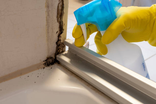 Trusted Lake Ridge, VA Mold Removal Experts