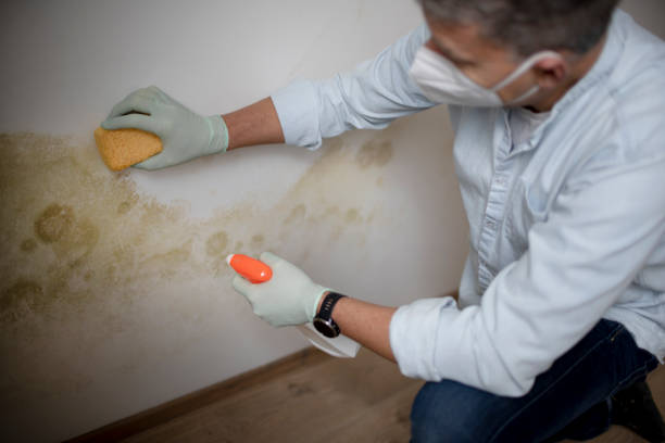 Best Mold Remediation Experts  in Lake Ridge, VA