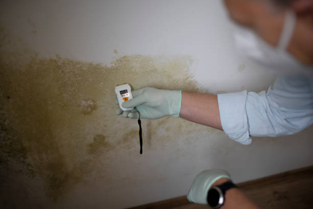 Best Home Mold Removal  in Lake Ridge, VA