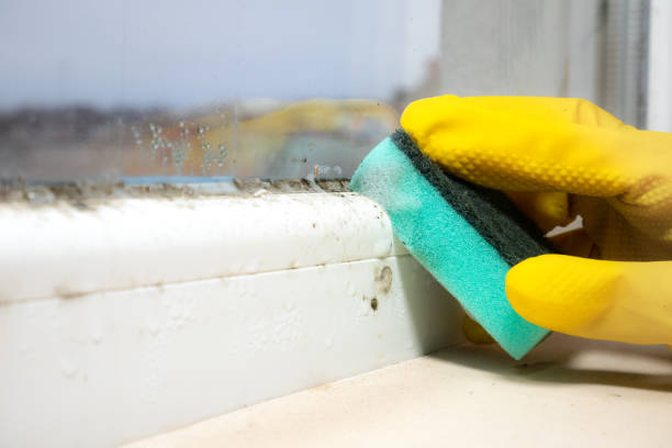 Best Residential Mold Removal  in Lake Ridge, VA