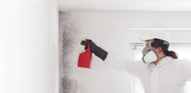 Best Same-Day Mold Removal  in Lake Ridge, VA