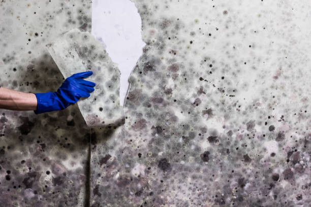 Best Black Mold Removal  in Lake Ridge, VA