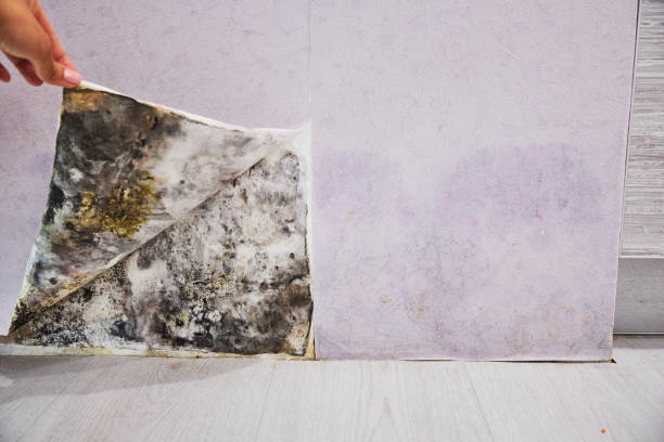 Best Commercial Mold Removal  in Lake Ridge, VA